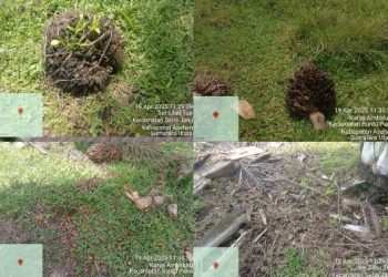 TBS dan Brondolan Milik PTPN IV Kebun Sei Silau Terbuang Rugikan Perusahaan,Copot Manajer Serta Jajarannya