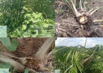 Ditangan Eko Sebelumnya Ratusan TBM Mati,Kini TBM 3 Milik PTPN IV Regional l Kebun Pulau Mandi Diduga Kurang Perawatan dan Tidak di Kastrasi