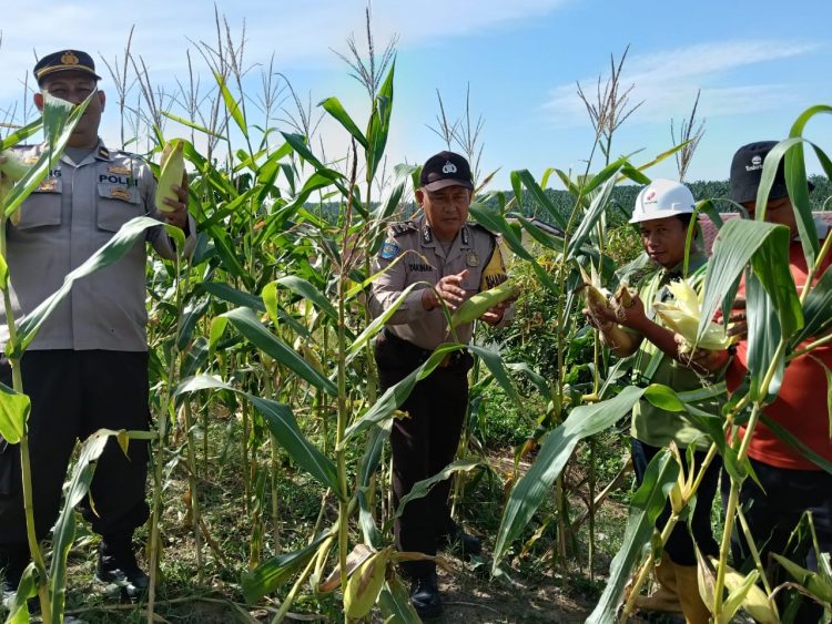 Personil Polsek Tualang saat melakukan panen raya jagung di Kampung Tualang Timur, Kecamatan Tualang,Siak.