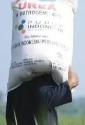 Ironi Pupuk Subsidi :Petani Ujung Padang Simalungun Menjerit Terbebani Harga Tinggi, Wujud Kegagalan Pemerintah?