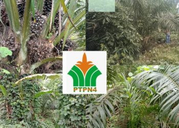 Askep Ferdiahta Peranginangin Tinggalkan Borok di Kebun Marihat Dilanjutkan Benny Agusnata,Sumbang Kerugian PTPN IV PalmCo
