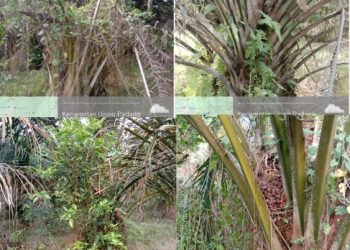 Manajer Abdi Sinaga Diduga Tak Mampu Pimpin PTPN IV Unit Tinjowan: Ratusan Tanaman Sawit Muda Memprihatinkan dan Buah Membusuk:Biaya Perawatan Kemana