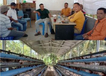 Pangulu Beriman Sinaga Ajak Maujana dan Pengurus BUMNag Tonduhan Koordinasi Pengembangan Hanpang Usaha Ternak Ayam