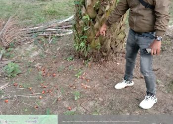 Brondolan Milik PTPN IV Regional II Unit Bahjambi di Afdeling II Terbuang: Manajer dan Askep Jangan Terbuai di Kursi Empuk