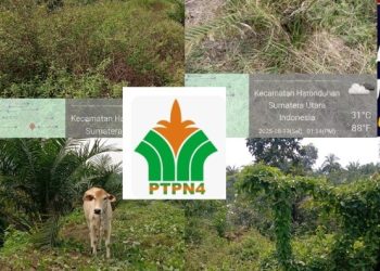 Diduga Antara Korupsi Biaya Perawatan atau Pimpinan Terlena di Kursi Empuk, TBM 1 PTPN IV Unit Tonduhan”Hidup Segan Mati Tak Mau”