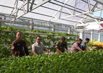 Dukung Ketahanan Pangan, Lapas Kelas IIA Sibolga Panen Sayur di Akhir Pekan