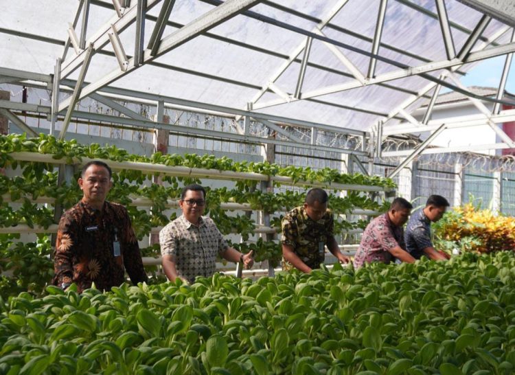 Jajaran Lapas Kelas IIA Sibolga kembali menunjukkan komitmennya dalam mendukung ketahanan pangan dengan cara memanen sayur di area pembinaan. Foto: Dok. Humas Lapas Sibolga.
