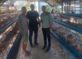 DPD Tani Merdeka Gencarkan Edukasi Usaha Peternakan Ayam Petelur di Aceh Tamiang