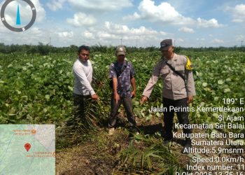 Sejumlah 108 TBM Aset PTPN IV Kebun Unit Tinjowan Dirusak, Diduga Pelaku Pemilik Ternak dan Pengguna Narkoba