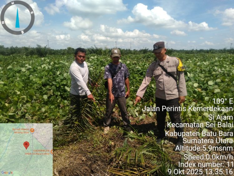 Pihak kepolisian dan PTPN IV unit kebun Tinjowan saat melakukan pemeriksaan informasi pengerusakan 108 TBM milik perusahaan.