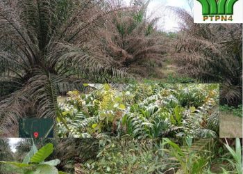 Kebun Marihat Potensi Sumbang Kerugian PTPN IV PalmCo,Tanaman Diserang Ulat Api Diduga Sebelumnya Kurang Perawatan