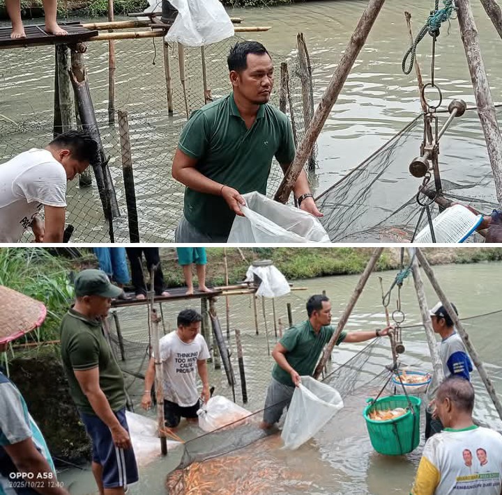 Pangulu Mekar Bahalat, Parsaoran  Manik, enggan berpangku tangan dan langsung ambil posisi pemisahan bibit ikan mas yang akan siap dipasarkan,Selasa (22/10/2025)