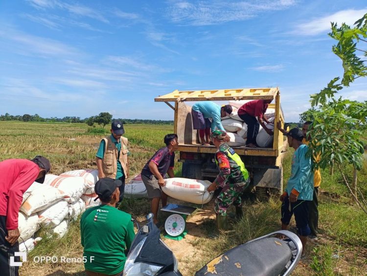 BULOG Langsa kembali melaksanakan program penyerapan gabah dan beras dari petani