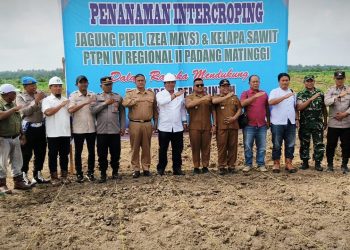 PTPN IV Regional II Padang Matinggi Terapkan Penanaman Intercropping Jagung dan Sawit, Libatkan Pemerintah Hingga Stakeholder 