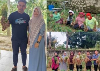 Panen Perdana Bawang Merah BUMNag Buntur Jaya: Langkah Menuju Kemandirian Ekonomi Nagori