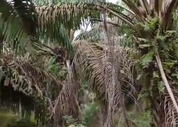 Puluhan Hektare Kebun Sawit PTPN IV Unit Kebun Laras Afdeling 4 Terbengkalai, Diduga Sumbang Kerugian PalmCo