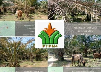 Kurang Pengawasan Ribuan Pokok Sawit di Afdeling VIII Bahjambi Diserang Ulat Kantong dan Lembu, PTPN IV Diperkirakan Merugi Jangka Panjang