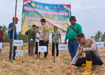 Polsek Panai Hilir Pimpin Penanaman Jagung Serentak Kuartal I Dukung Swasembada Pangan 2026