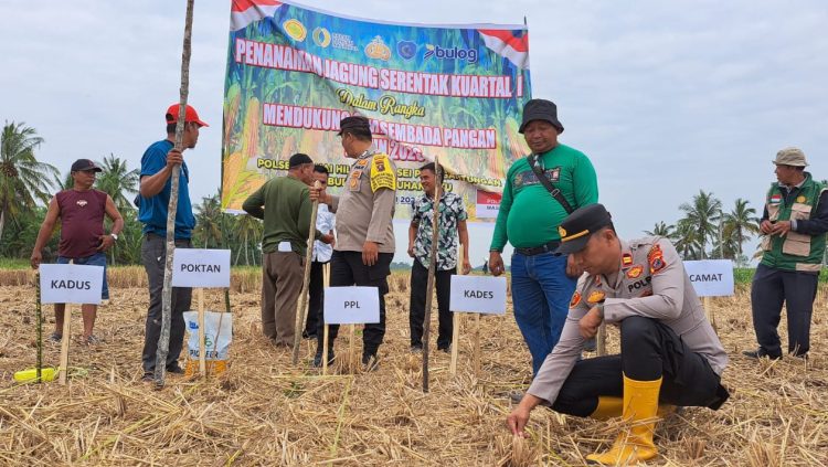 Kapolsek Panai Hilir IPTU Yuna H. Gultom, S.H., M.H. memimpin kegiatan Penanaman Jagung Serentak Kuartal I dalam rangka mendukung program Swasembada Pangan Tahun 2026.
