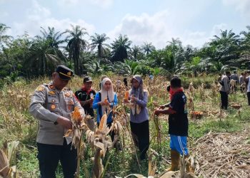 Panen Raya Jagung Kuartal I Bersama Presiden Prabowo, Polsek Silangkitang Berkontribusi Perkuat Ketahanan Pangan