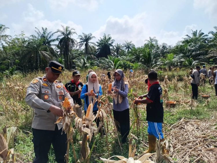 Kapolsek Silangkitang IPTU Rijaldi, S.Psi., S.A.P.,ikut berpartisipasi dalam panen raya jagung kuartal pertama.