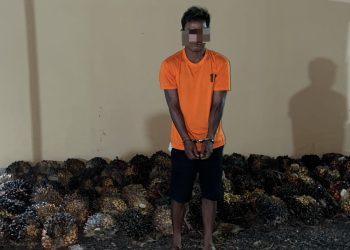 Sempat Ada Perlawanan Menggunakan Parang, Berdasarkan Video Rekaman Akhirnya Pencuri Kelapa Sawit Milik PT. Milano Diringkus Polsek Kampung Rakyat