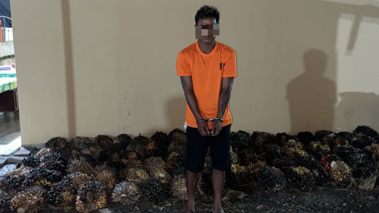 RS (27), warga Dusun Kampung Lalang, Desa Pangarungan, Kecamatan Kampung Rakyat saat diamankan Polsek Kampung Rakyat bersama 90 TBS milik PT.Milano.