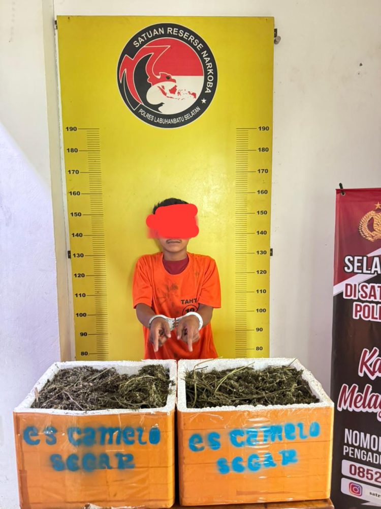 RD alias Kiki Terduga pemilik ganja 13,7 KG saat diamankan Polres Labusel pada Rabu malam (11/3/2026) sekitar pukul 19.30 WIB di Lingkungan Bukit, Kecamatan Kotapinang, Kabupaten Labuhanbatu Selatan.