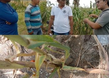 Kroscek Dugaan Penggunaan Pupuk Subsidi di Lahan PTPN IV Bahjambi pada Program Ketahanan Pangan Tanaman Jagung 