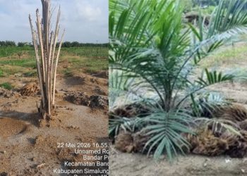 Diduga Kurang Perawatan Pengaplikasian Tankos Bermasalah Ratusan Tanaman Sawit Milik PTPN IV Bandar Betsy Mati, Manajer Irfan Bungkam Dikonfrimasi 
