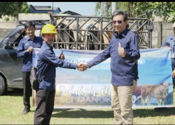 Semangat Idul Adha Menggema di KEK Sei Mangkei, PT KINRA Tebar 6 Sapi Qurban untuk Warga dan Masjid