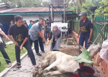 Momentum Idul Adha 1447 H, PTPN IV Regional II Kebun Bah Birung Ulu Sembelih 12 Hewan Kurban