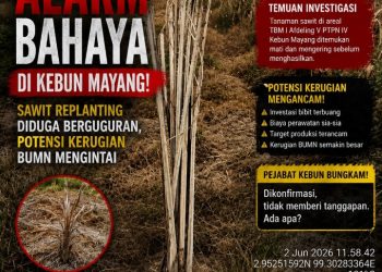 Alarm Bahaya di Kebun Mayang! Sawit Replanting Diduga Berguguran, Potensi Kerugian BUMN Mengintai