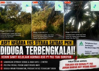 Aset Negara Eks Sitaan Satgas PKH Diduga Terbengkalai, Kebun Sawit Kelolaan Agrinas-KSO PT PAS Tuai Sorotan