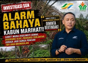 Alarm Bahaya Kebun Marihat! TM Diduga Terbengkalai, Diserang Ulat, Produksi Rawan Dicuri, Dirut PTPN IV Jatmiko Krisna Santoso Didesak Ambil Langkah Tegas