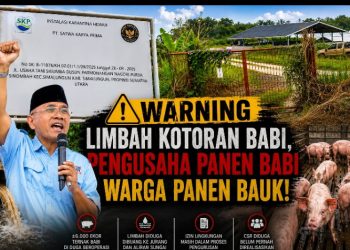 Diduga PT Satwa Karya Prima Meresahkan Pengusaha Panen Babi Warga Panen Bauk Limbah, 2 Tahun Tanpa Ijin Bupati Simalungun Diminta Bertindak