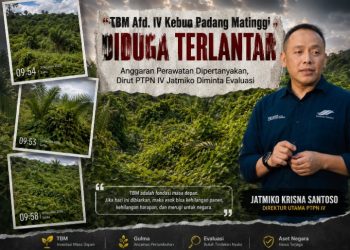 PTPN IV PalmCo Dipimpin Jatmiko Terancam Merugi? Gulma Menjulang Bak Permadani Hijau, Kemana Anggaran Perawatan TBM Afdeling IV Kebun Padang Matinggi?