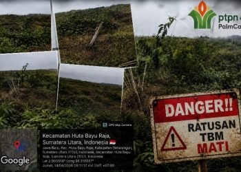 Tamparan Keras bagi Dirut PTPN IV PalmCo: GM Distrik l,Manajer dan Askep Didesak Bertanggungjawab Ratusan TBM Mati Diduga Terbengkalai di Afdeling Vl Bukit Lima