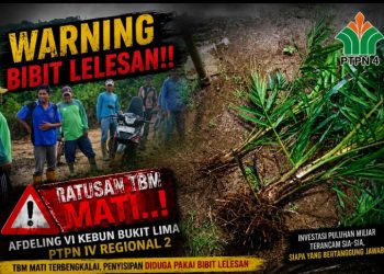 Diduga Ratusan TBM Mati di Kebun Bukit Lima Malah Disisip Bibit Lelesan, GM Distrik l Masaeli Lahagu dan Jajarannya Gagal Sukseskan Terobosan PTPN IV PalmCo