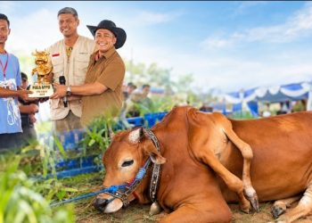 Heboh, Sapi Madura Berkaki Enam Jadi Juara di Kontes Sapi APPSI Piala Presiden 2026