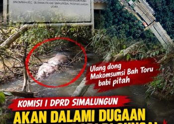 Komisi I DPRD Simalungun Akan Dalami Dugaan Bangkai Babi di Sungai Bah Toru, Izin Lingkungan dan CSR PT SKP Disorot