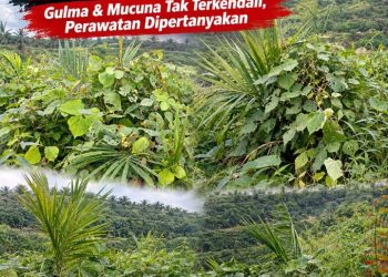 Biaya Perawatan Masuk Kantong Bos? TBM di Afdeling IV Kebun PDM Terbengkalai, Program Dirut PTPN IV PalmCo Jatmiko Krisna Santoso Diuji 