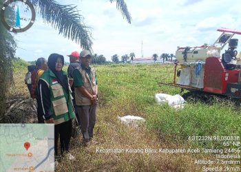 Perkuat Ketahanan Pangan, Tani Merdeka Indonesia Bersama BPP dan Poktan Gelar Panen Jagung di Karang Baru