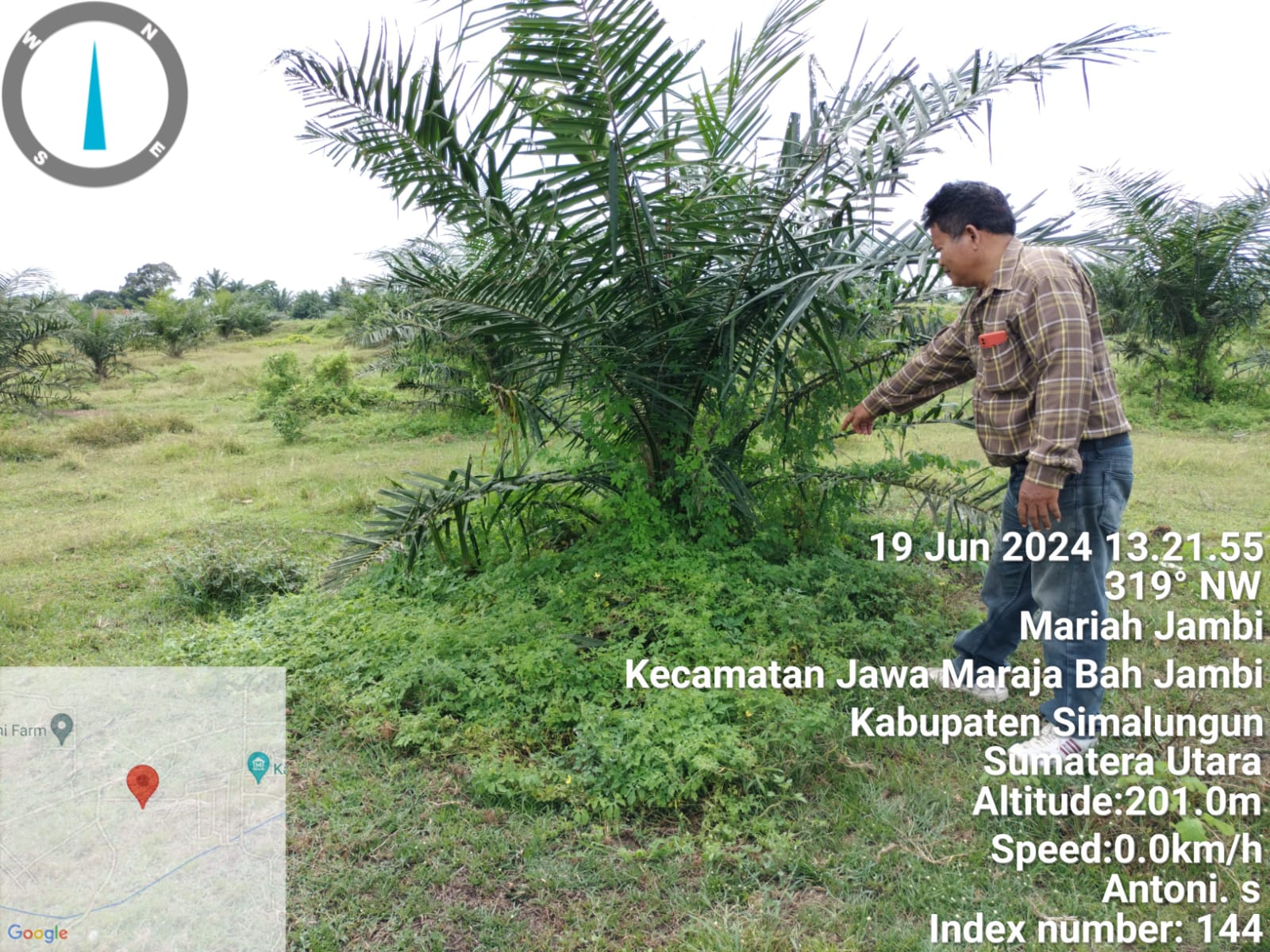 Pokok TBM tampak Ditumbuhi Gulma Pari Kalar