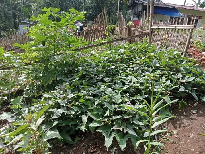 Aksi Lingkungan: Pemanfaatan Lahan Kosong menjadi Kebun Sekolah