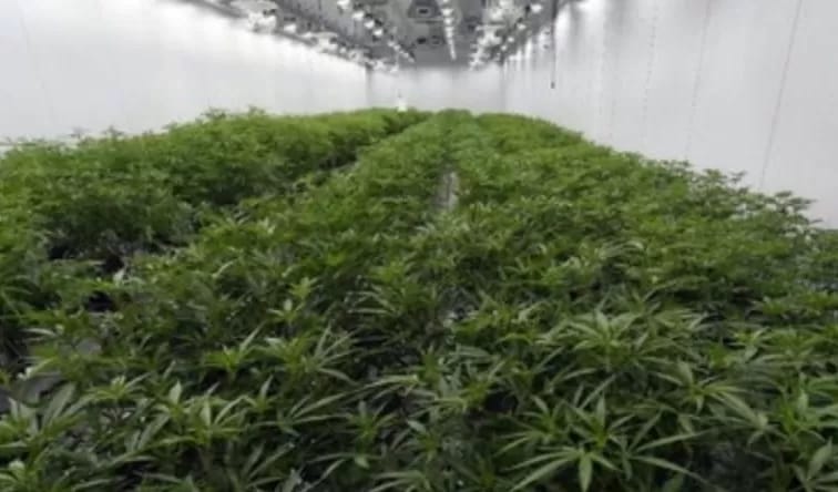 mencengangkan-kebun-ganja-ditemukan-divila-canggu-badung-milik-wna-ukraina-2