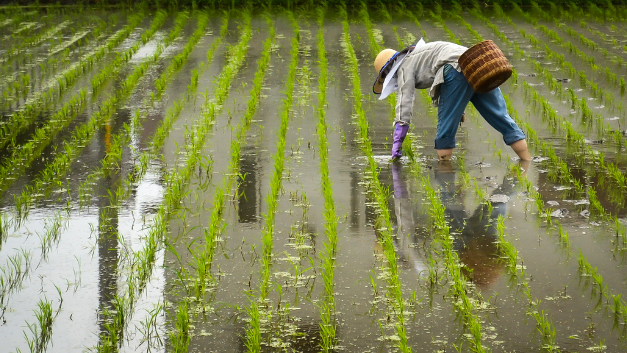 Alami Krisis, Jepang Impor Beras dari Korea Selatan untuk Pertama Kalinya dalam 25 Tahun