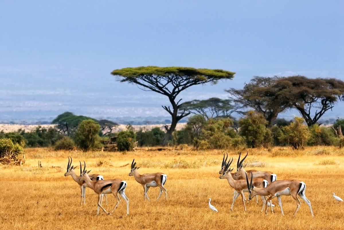 Taman Nasional Baluran, Safari ala Afrika di Tanah Jawa