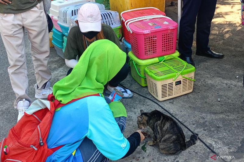 Program Sterilisasi Pemkot Jaktim Demi Anabul Sehat, Intip Manfaat Kucing untuk 'Healing'