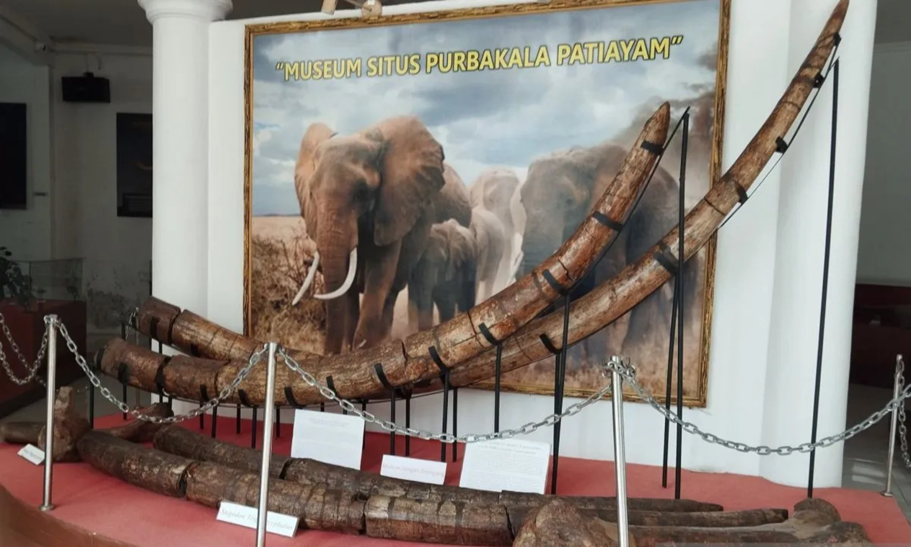 Penggalian Fosil Gajah Purba Elephas di Situs Patiayam Kudus Bakal Diperluas, Jadi Objek Wisata Edukasi